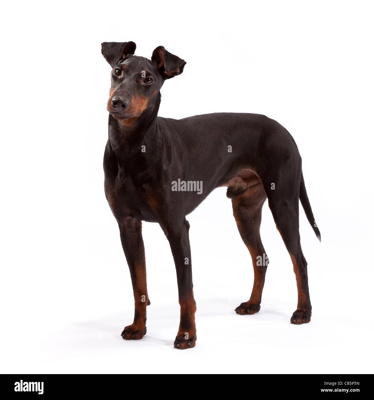 how tall is a manchester terrier