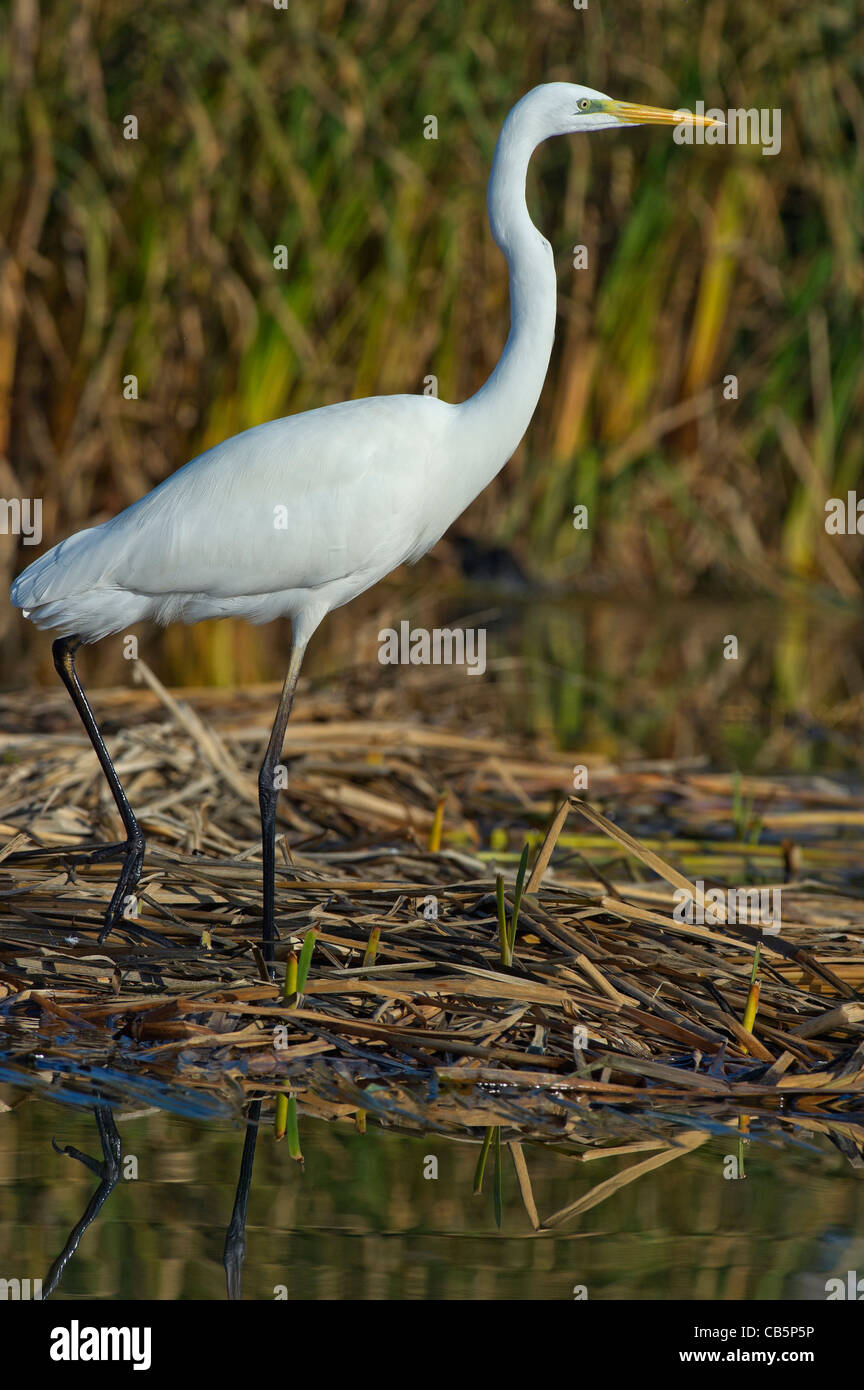 a Great White Egret walking in a marsh Stock Photo