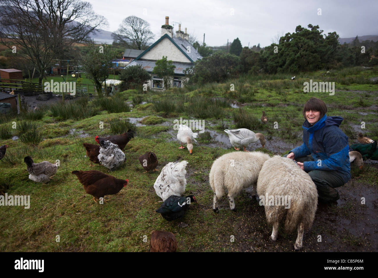 Estate worker Sarah Leggitt feeds her livestock at her cottage, a former Smithy at Lochbuie, Isle of Mull, Scotland. Stock Photo