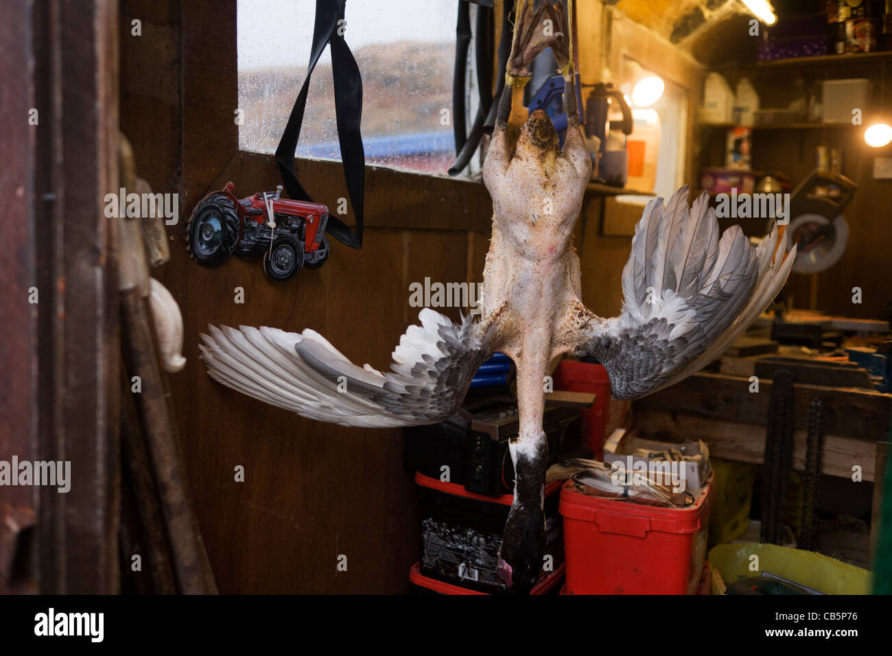 Hanging goose at Sarah Leggitt's estate cottage, a former Smithy now keeping livestock at Lochbuie, Isle of Mull, Scotland. Stock Photo