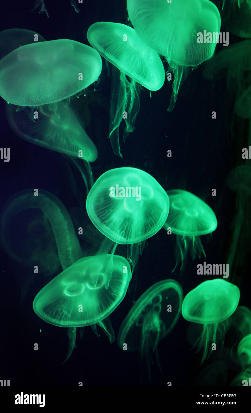 Jelly Fish - Jellyfish Stock Photo