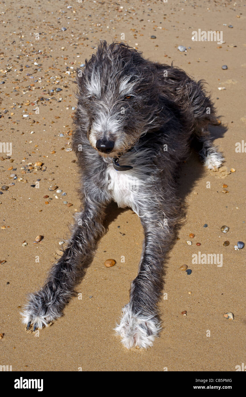 lurcher poodle cross
