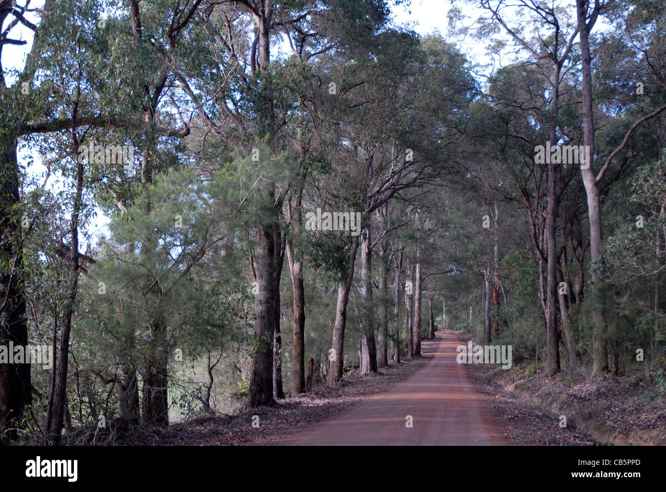 tree lined dirt track road near Denmark, Western Australia, Australia Stock Photo