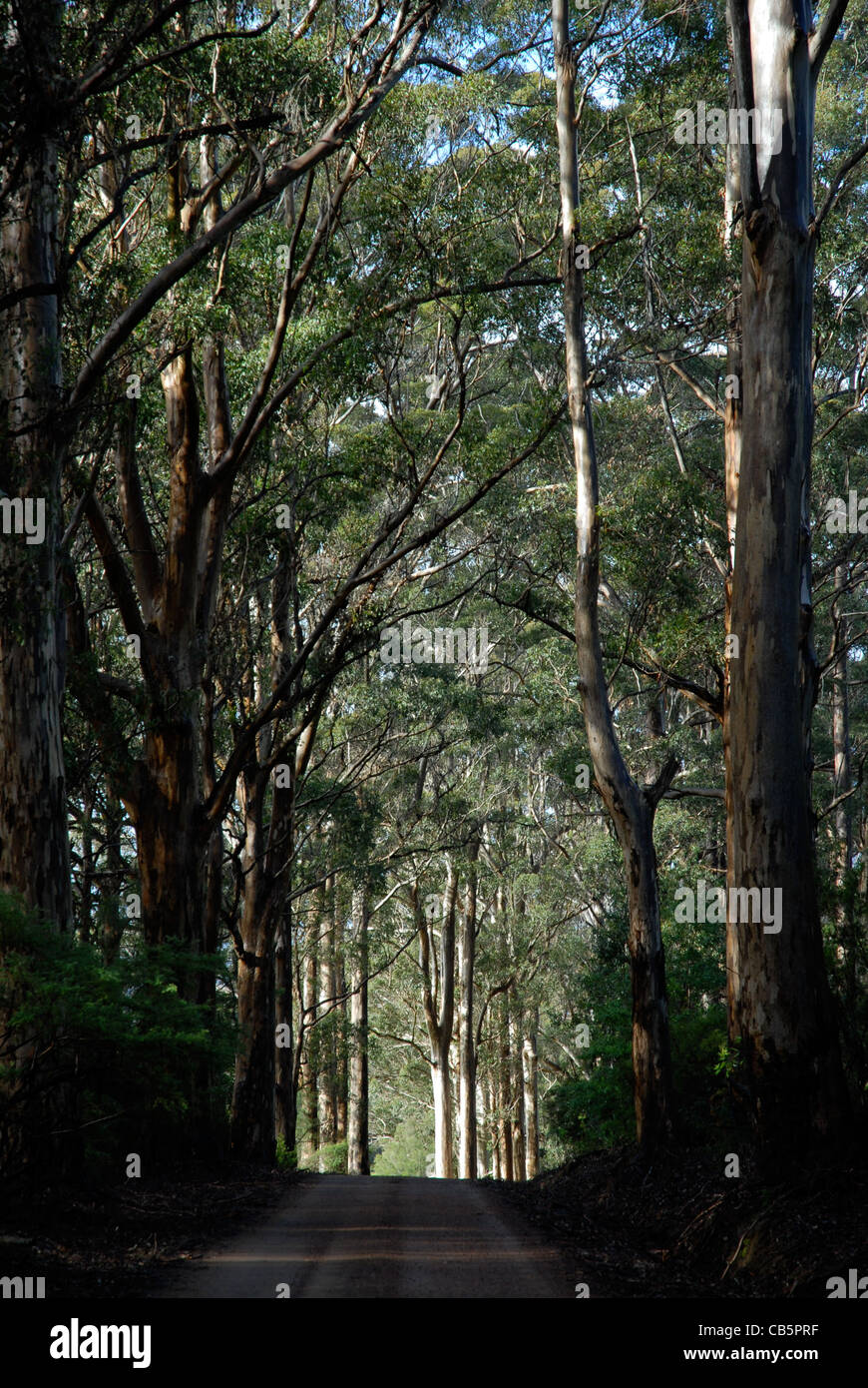 tree lined dirt track road near Denmark, Western Australia, Australia Stock Photo