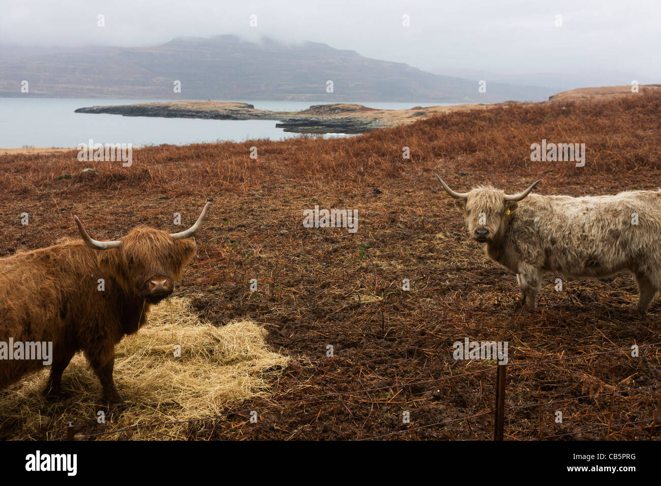Longhorn cattle graze on moorland near Killunaig, Pennyghael, Isle of Mull, Scotland. Stock Photo
