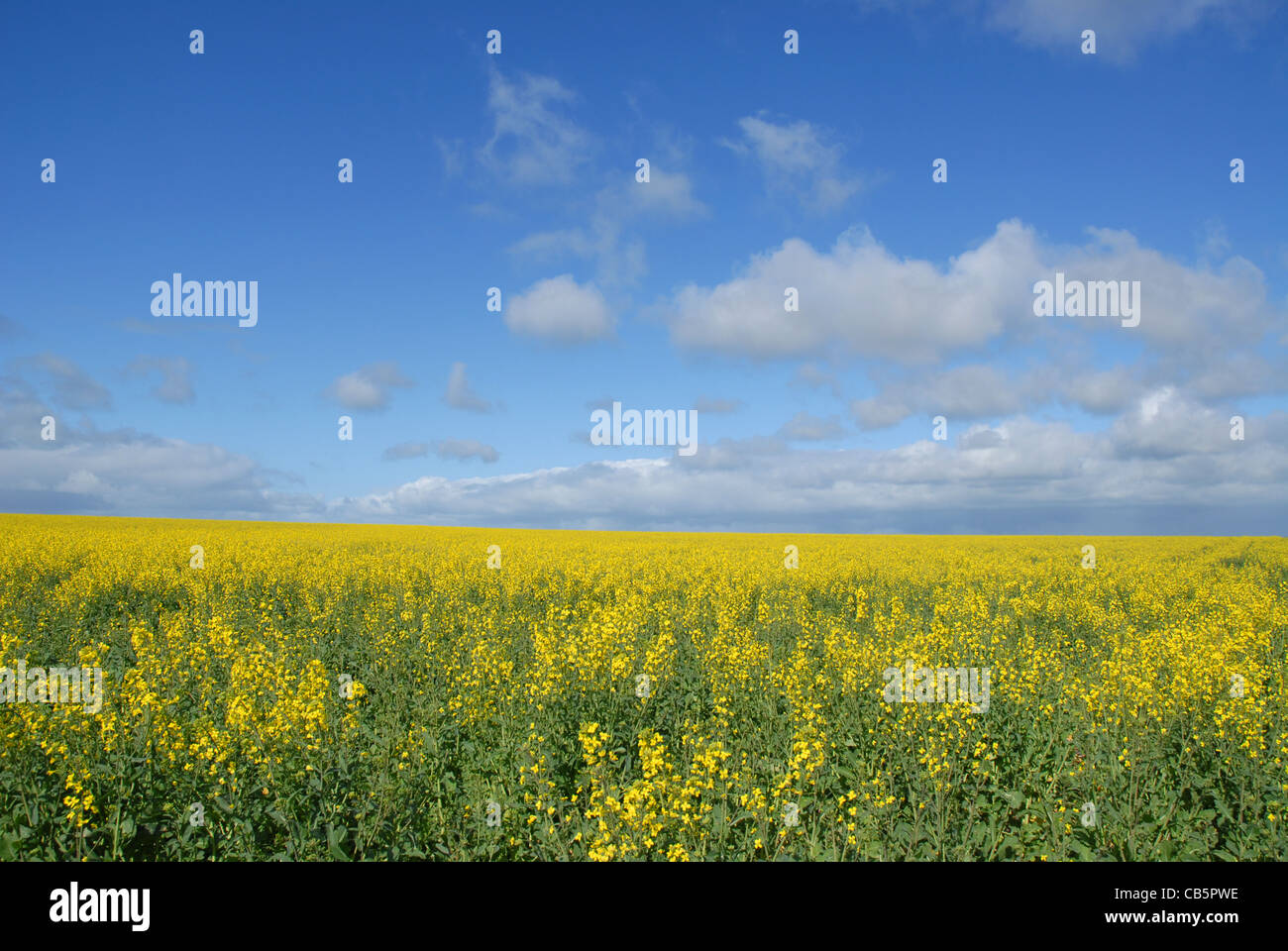 field of oilseeed rape, Western Australia, Australia Stock Photo - Alamy