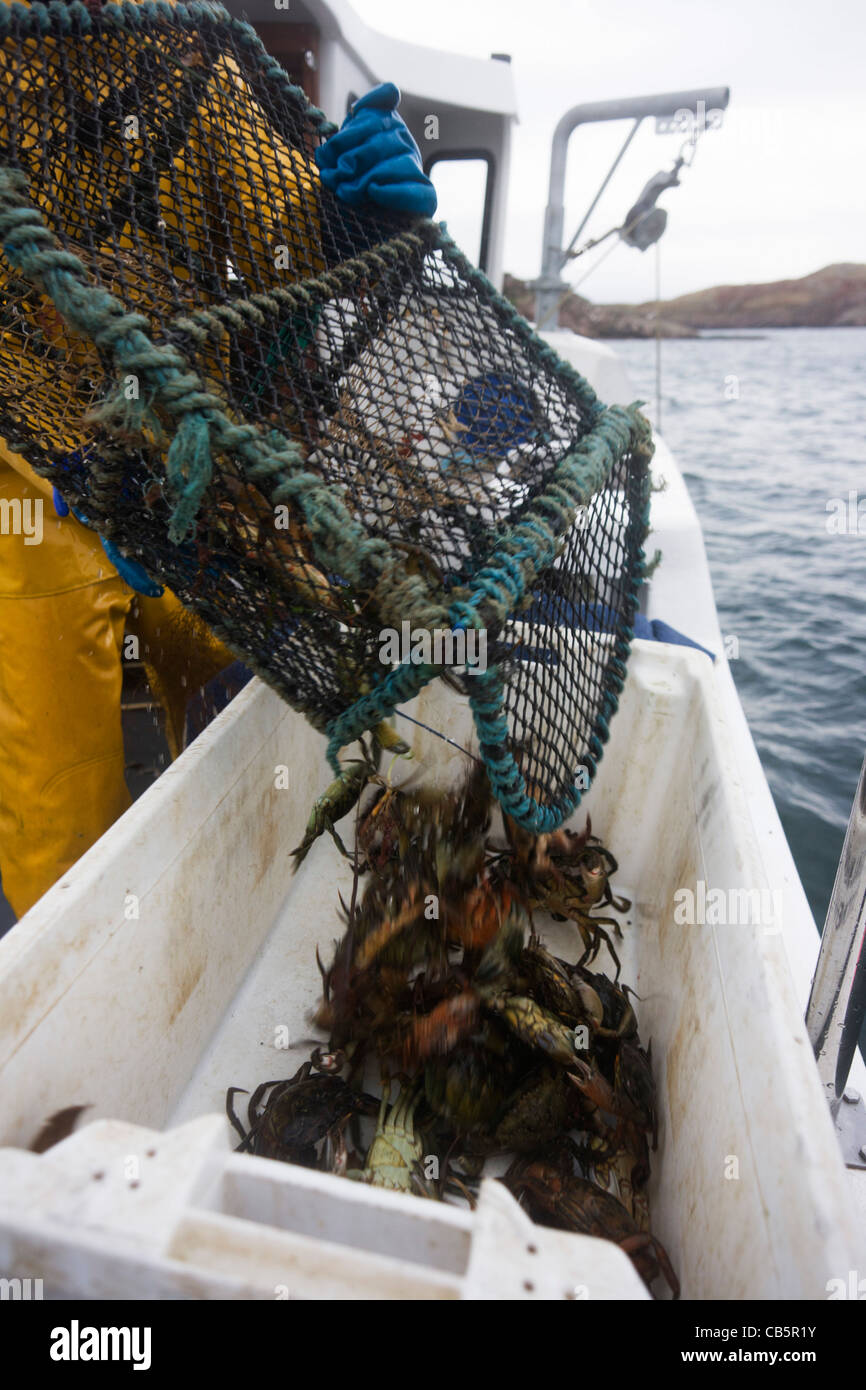 Local fisherman Neil Cameron tips creels filled with Velvet and Green Crab between Fionnphort and Iona, Isle of Mull. Stock Photo
