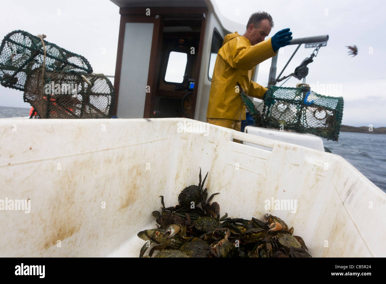Local fisherman Neil Cameron sorts creels filled with Velvet and Green Crab between Fionnphort and Iona, Isle of Mull. Stock Photo
