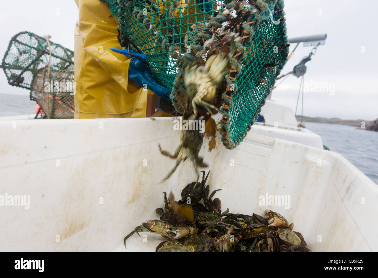 Local fisherman Neil Cameron tips creels filled with Velvet and Green Crab between Fionnphort and Iona, Isle of Mull. Stock Photo