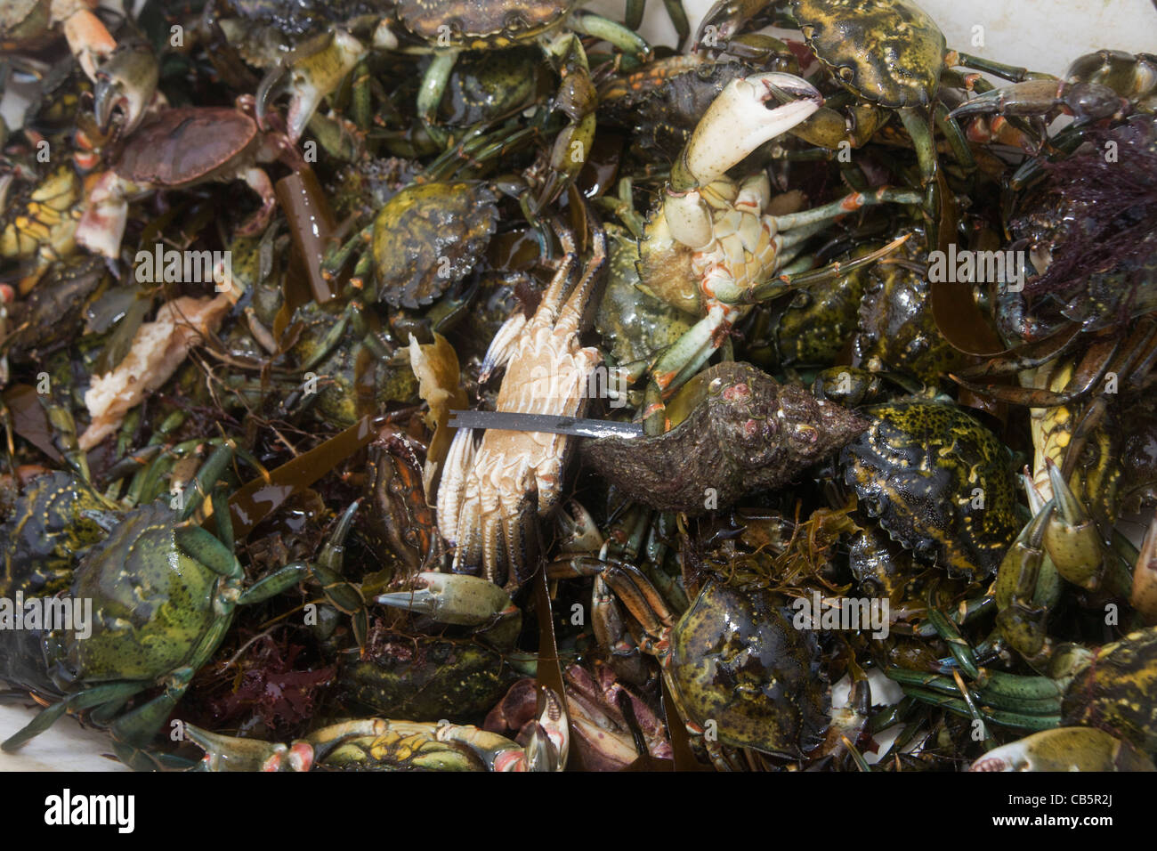 Creel-caught Velvet and Green Crab fished between Fionnphort and Iona, Isle of Mull, Scotland. Stock Photo