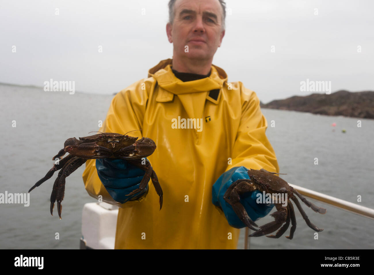 Local fisherman Neil Cameron shows creel-caught velvet and Green Crab caught between Fionnphort and Iona. Stock Photo