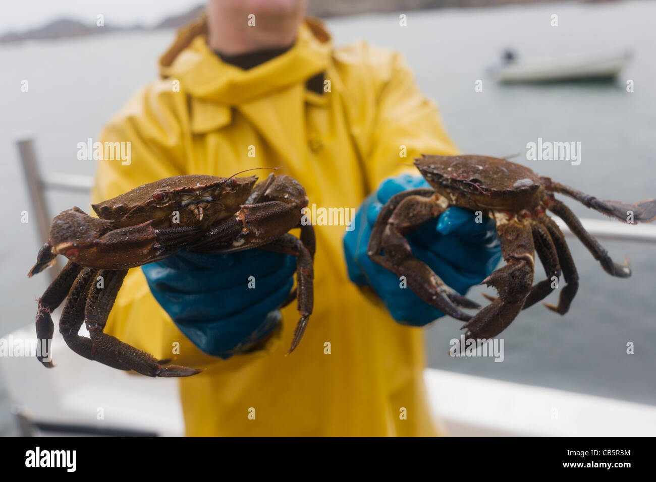 Local fisherman Neil Cameron shows creel-caught velvet and Green Crab caught between Fionnphort and Iona. Stock Photo