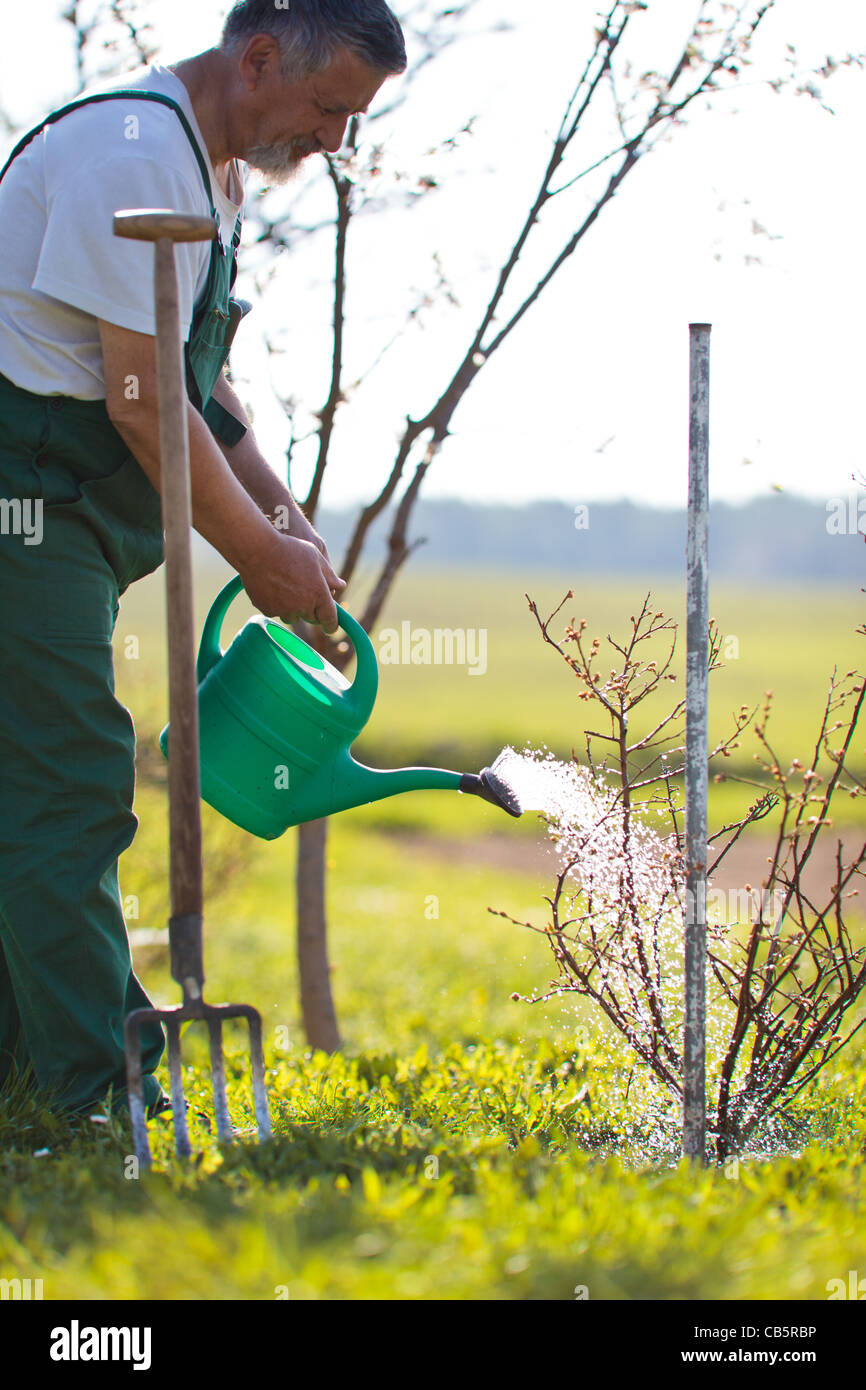 Senior man watering his garden/orchard Stock Photo