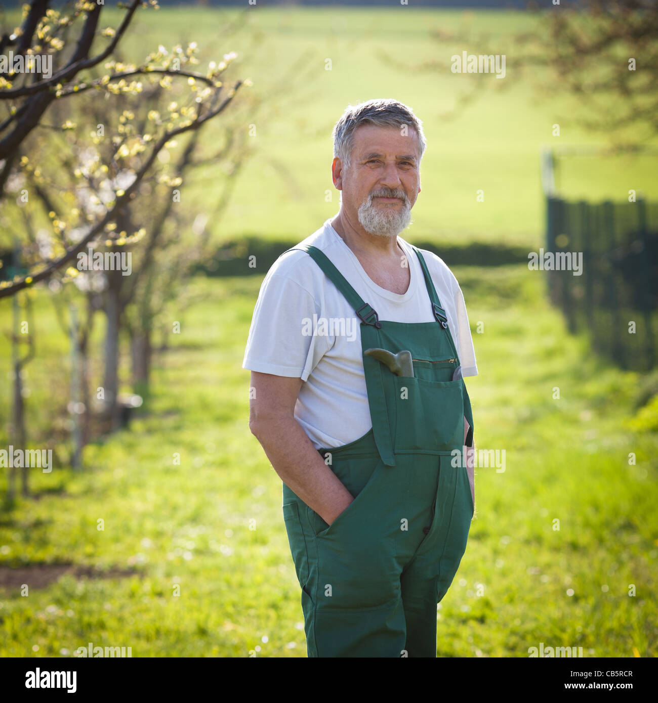 portrait of a senior man gardening in his garden (color toned image ...
