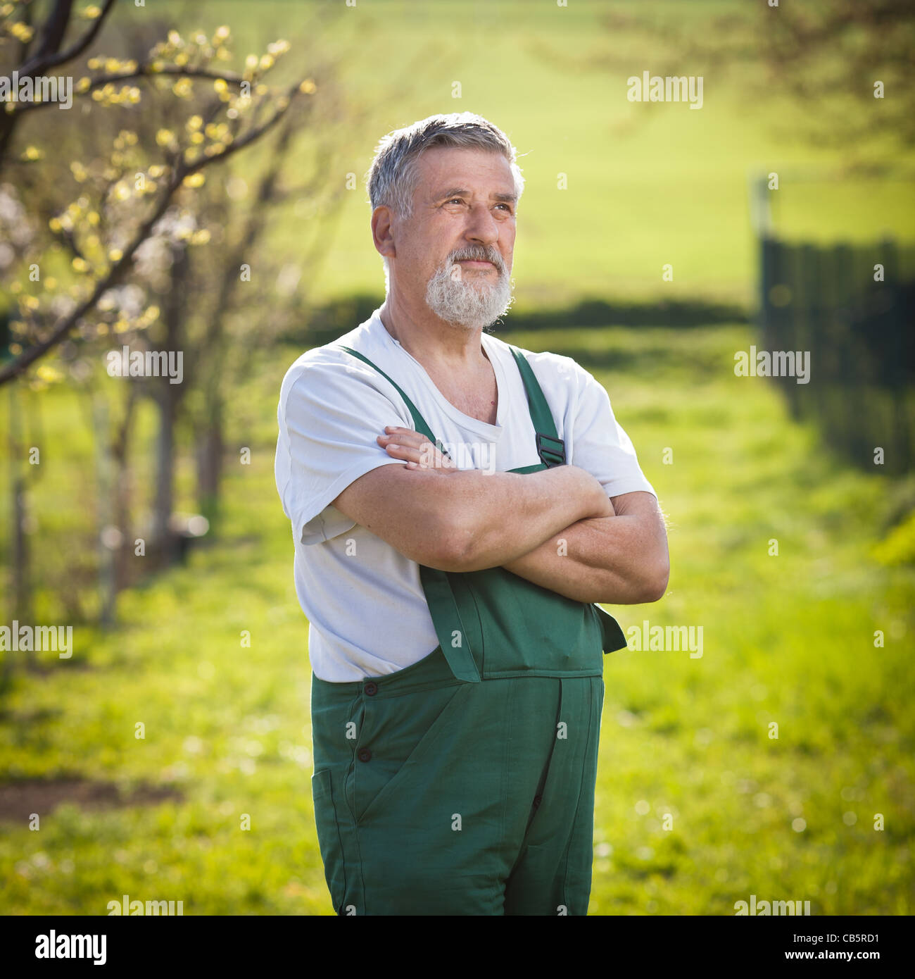 portrait of a senior man gardening in his garden (color toned image ...