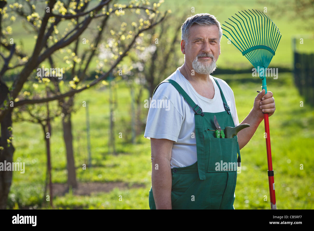 portrait of a senior man gardening in his garden (color toned image ...