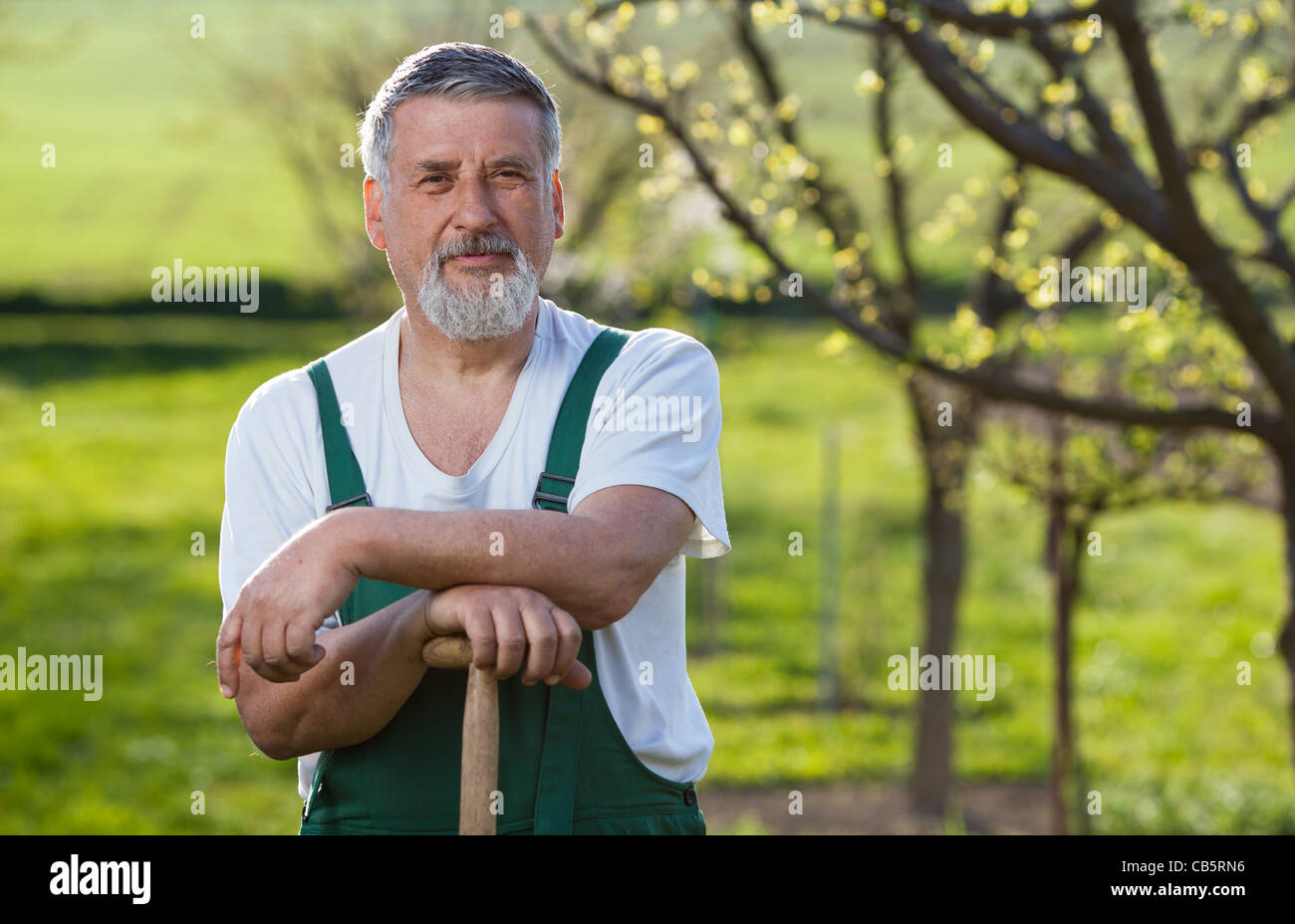 portrait of a senior man gardening in his garden (color toned image ...