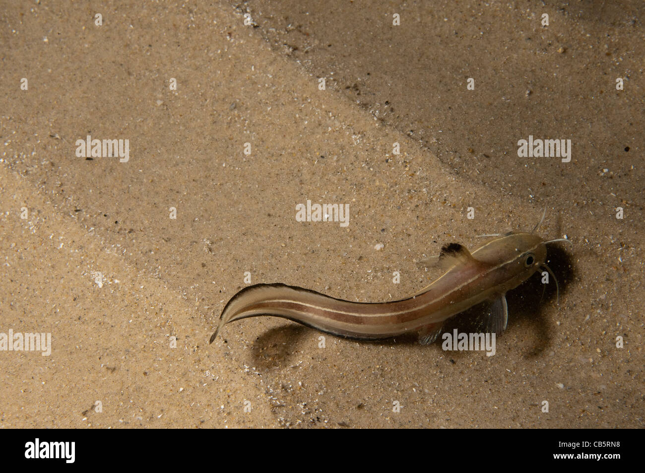 Striped eel catfish Stock Photo Alamy