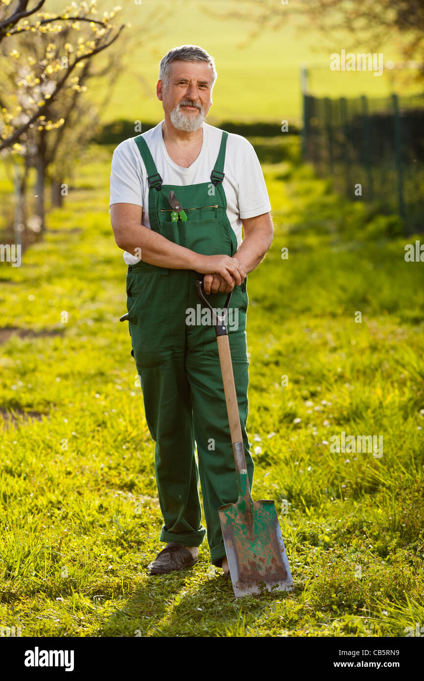 portrait of a senior man gardening in his garden (color toned image ...