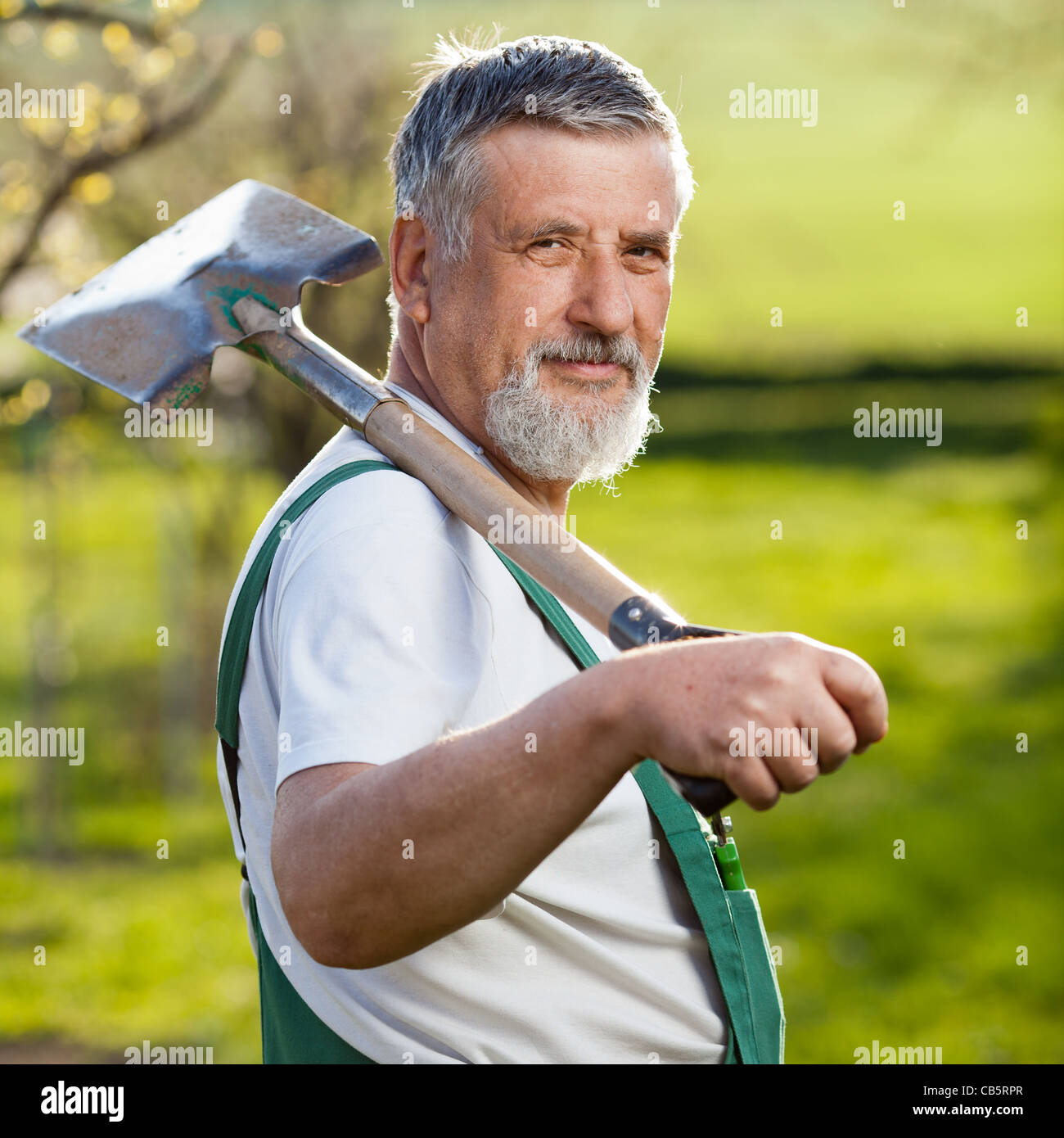 portrait of a senior man gardening in his garden (color toned image ...
