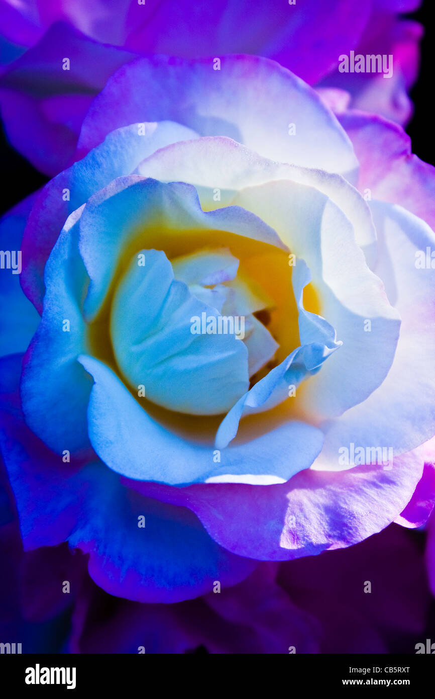 Same rose hi-res stock photography and images - Alamy