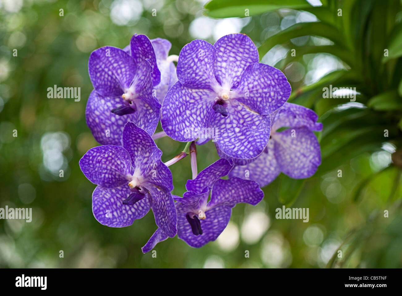 The Bluish purple flowers of the Blue Vanda Orchid  - Vanda coerulea supra Lord Rothschild's variety. Stock Photo