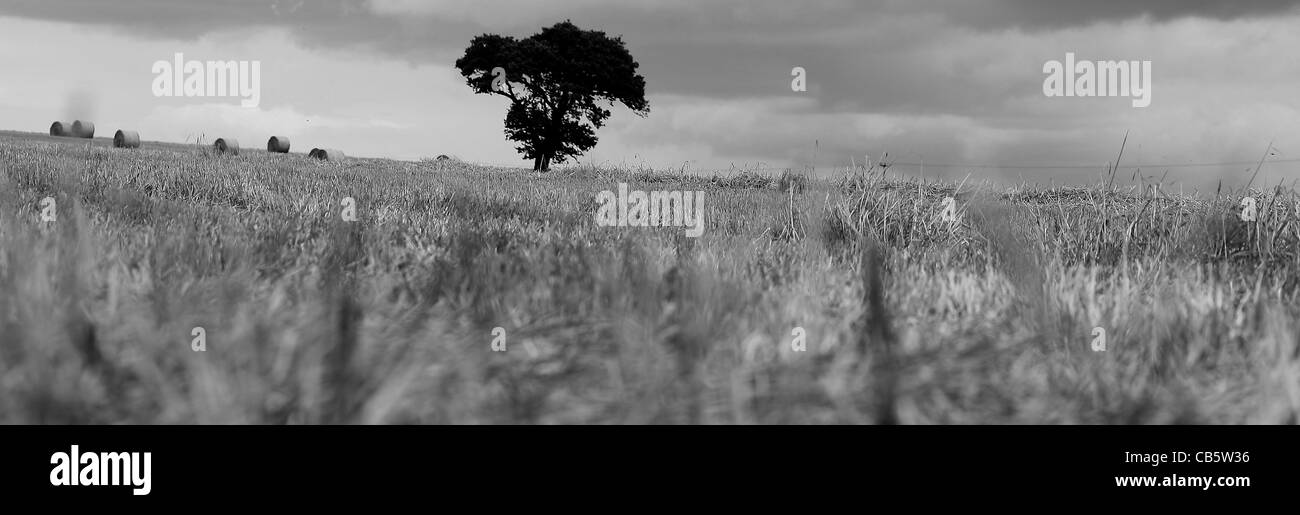 Suffolk bales Black and White Stock Photos & Images - Alamy