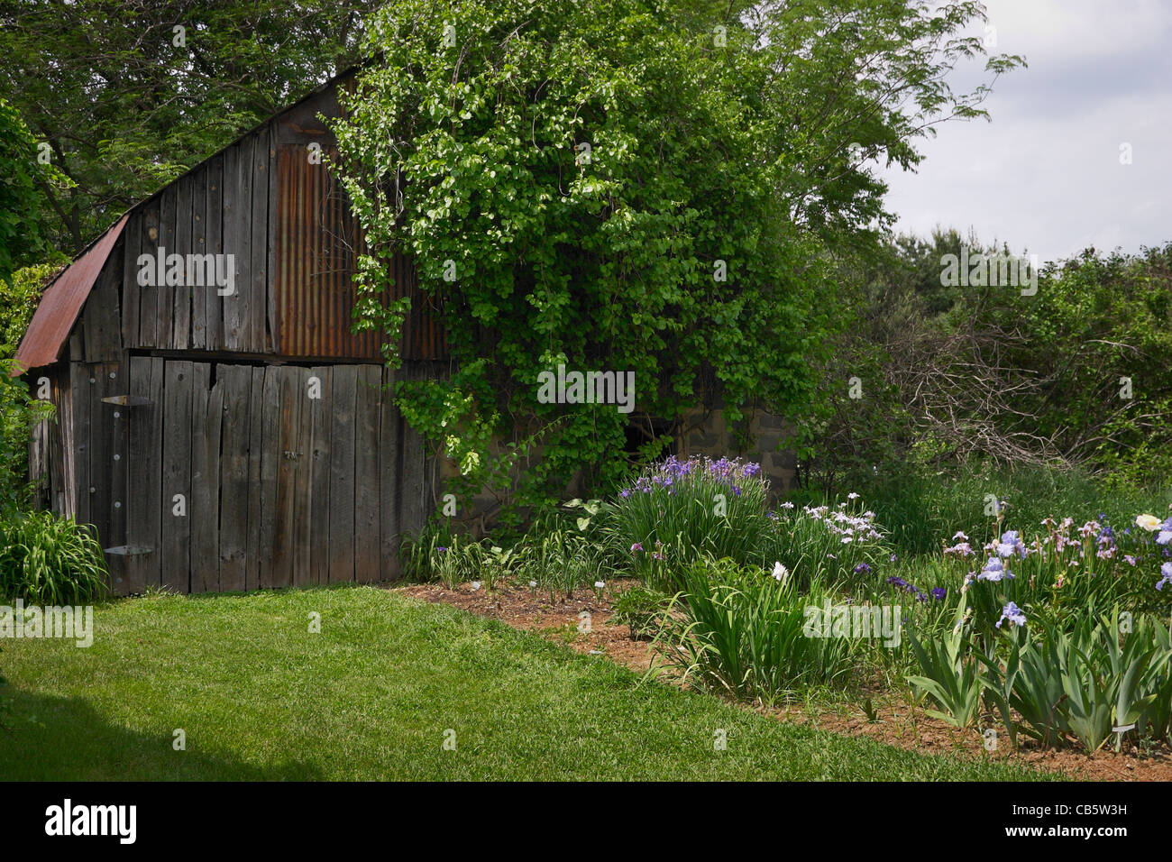 An iris garden in Herndon, Virginia. Stock Photo