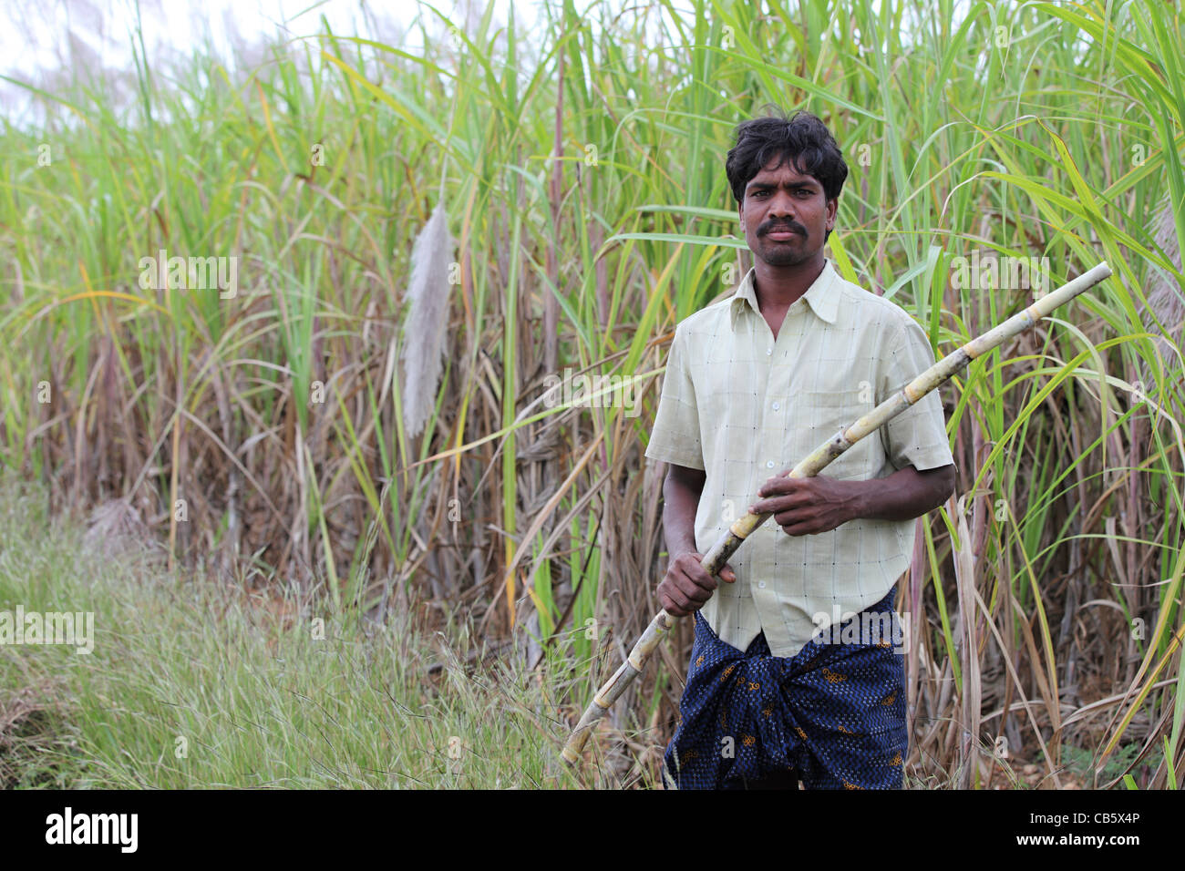 Man holding a sugar cane, plantation in background Andhra Pradesh South India Stock Photo Alamy