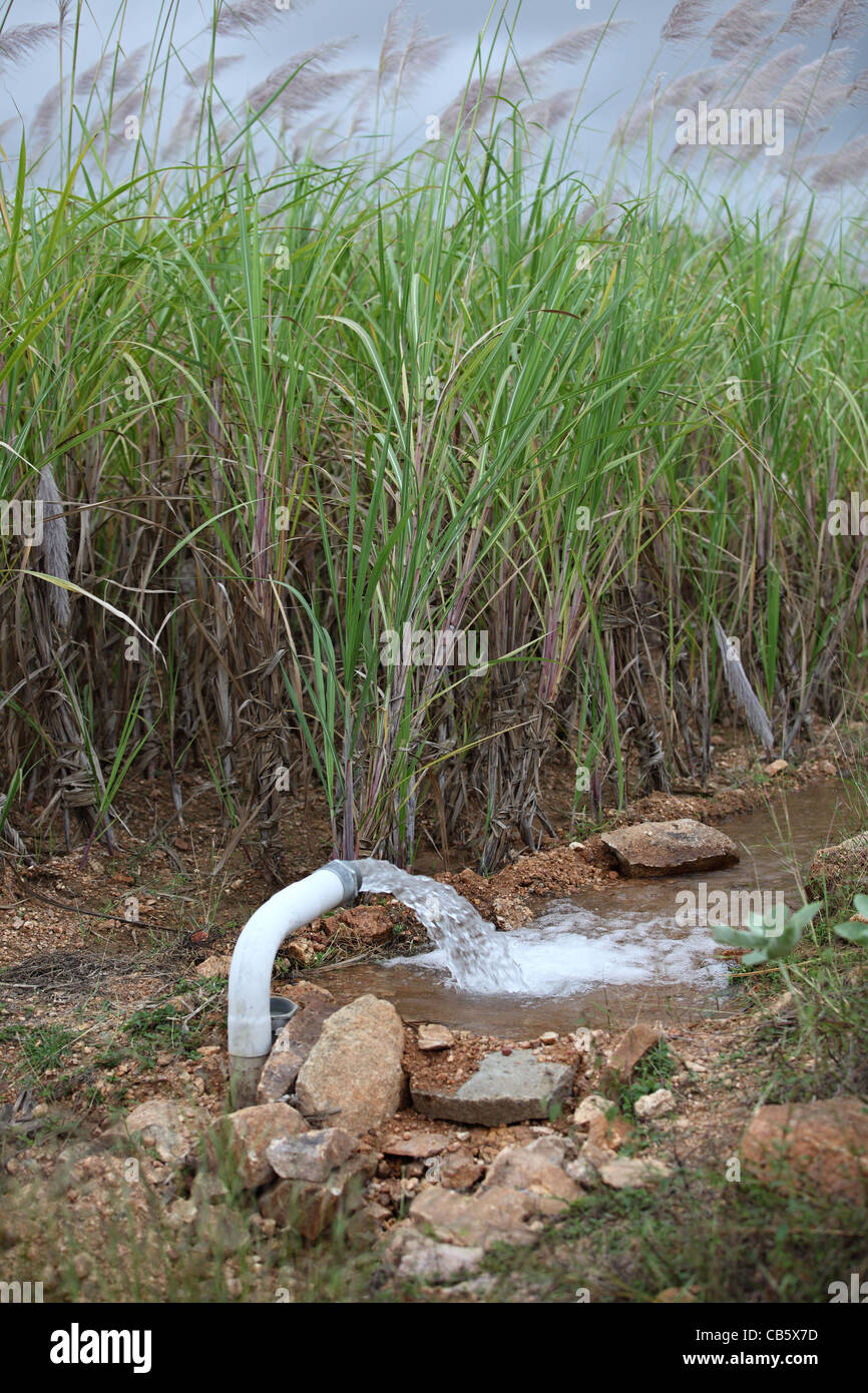 Irrigation in a sugarcane field  Andhra Pradesh South India Stock Photo