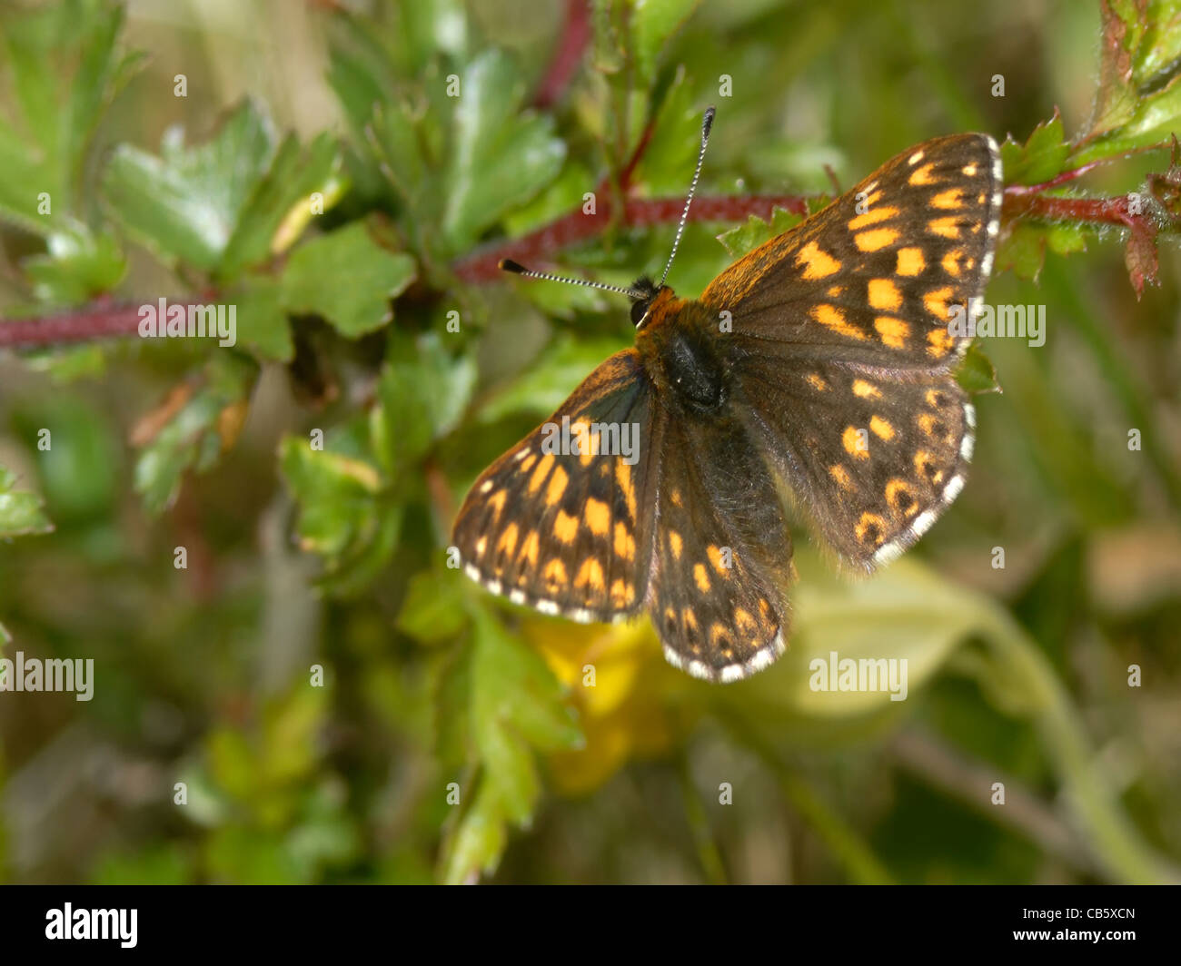 Duke of Burgundy Fritillary ( Hamearis lucina ) At rest on vegetation ...