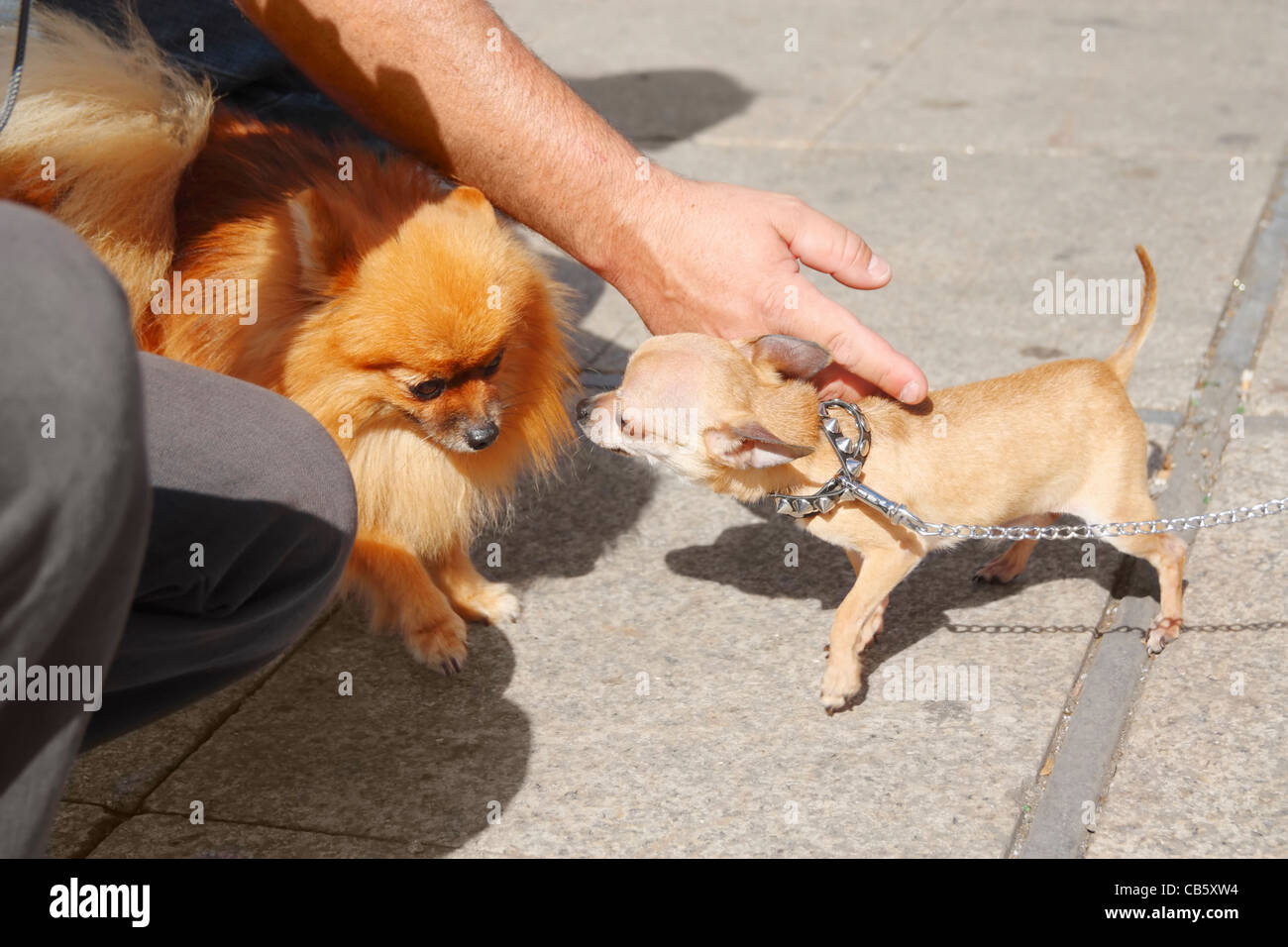 Pomeranian and fully grown short haired Chihuahua. Stock Photo