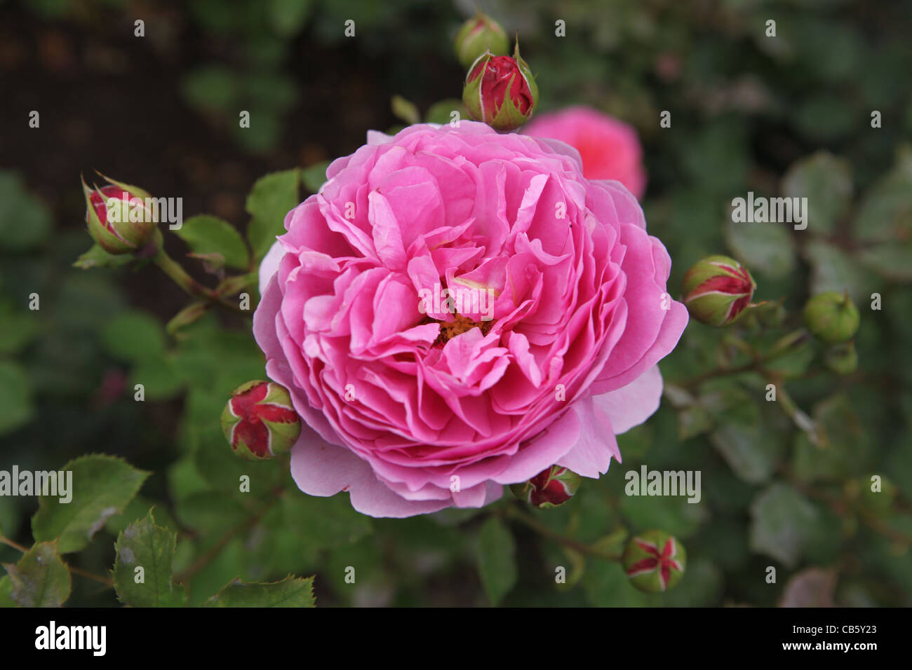 Rose (Rosa Princess Alexandra of Kent), beautiful pink flower Stock Photo -  Alamy