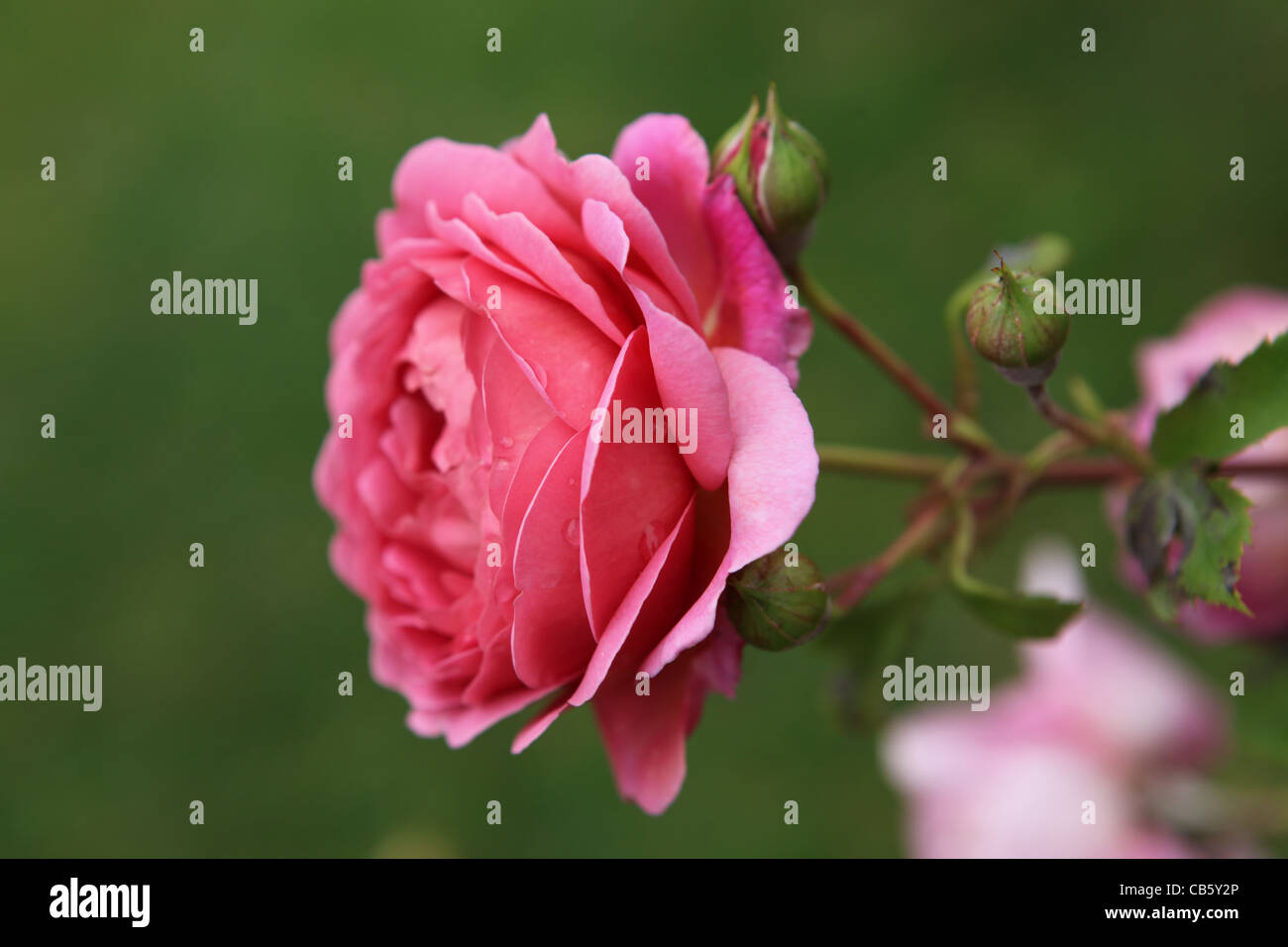 Rose Rosa Princess Alexandra Of Kent Beautiful Pink Flower Stock Photo Alamy
