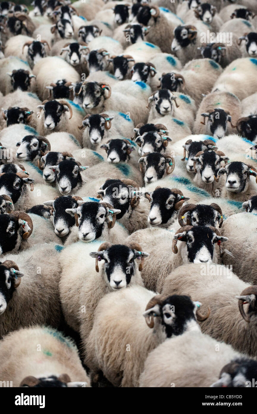 Flock of Swaledale sheep on the move. Stock Photo