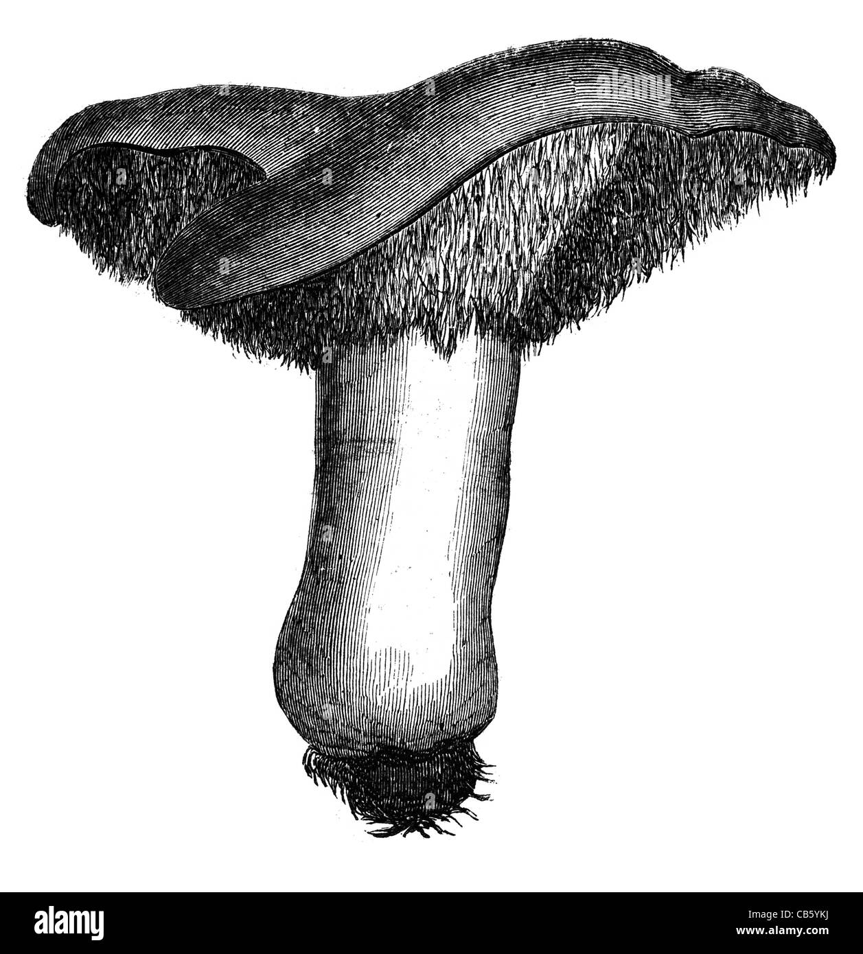 Hydnum Repandum fungus fungi mold mushroom mushrooms plants biology mycology botany Stock Photo