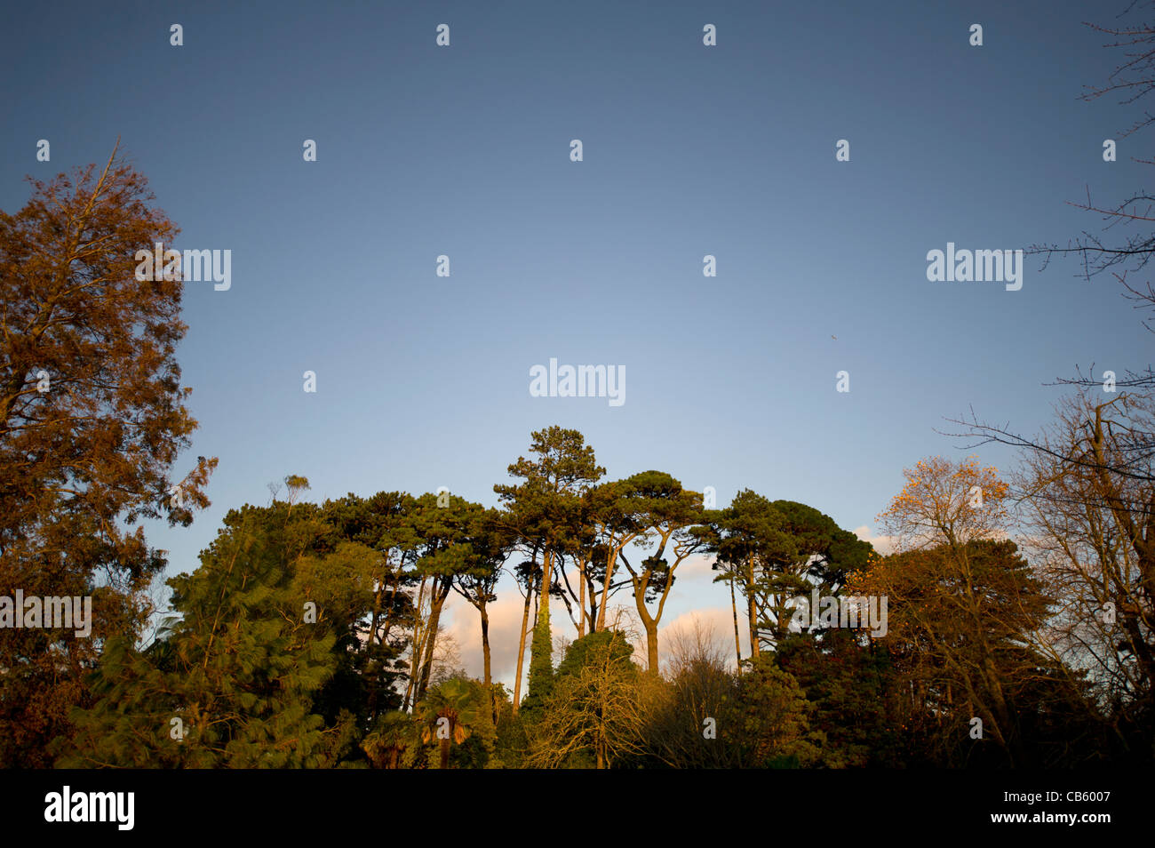 Tall trees in the gardens of Oldway Mansion, Paignton, Torbay, Devon