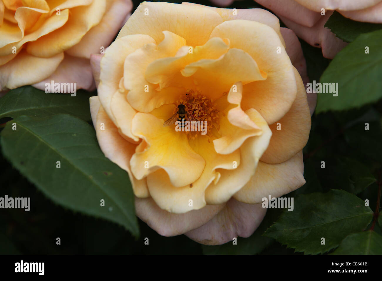 Princess Peach High Resolution Stock Photography And Images Alamy