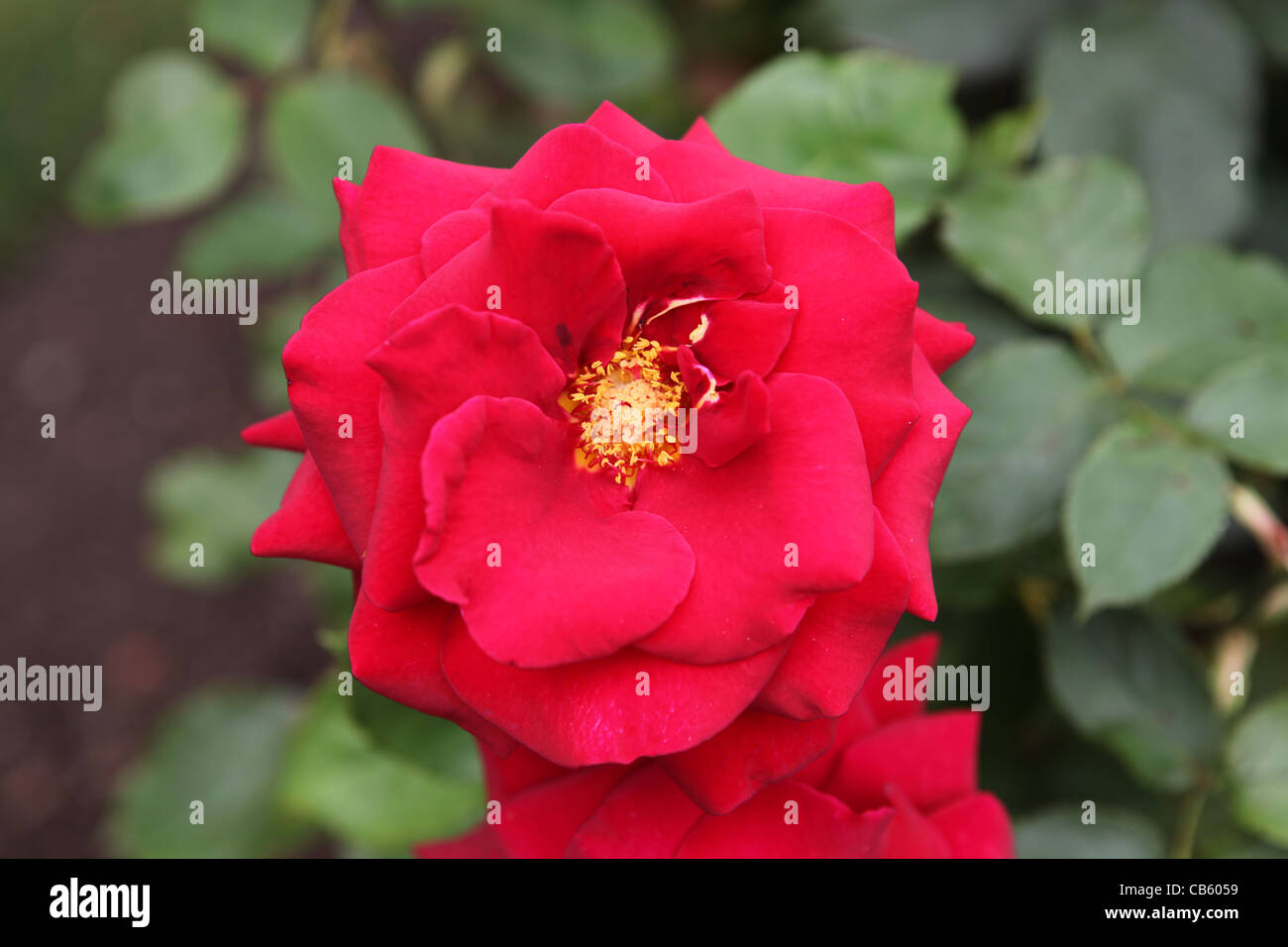 Rose (Rosa Royal William), deep red flower Stock Photo - Alamy