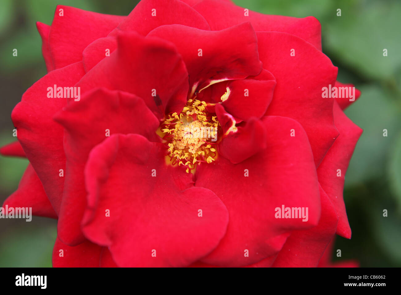 Rosa royal william hi-res stock photography and images - Alamy