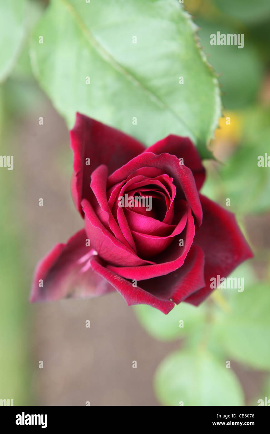 Rose Rosa Royal William Stock Photos & Rose Rosa Royal William Stock ...