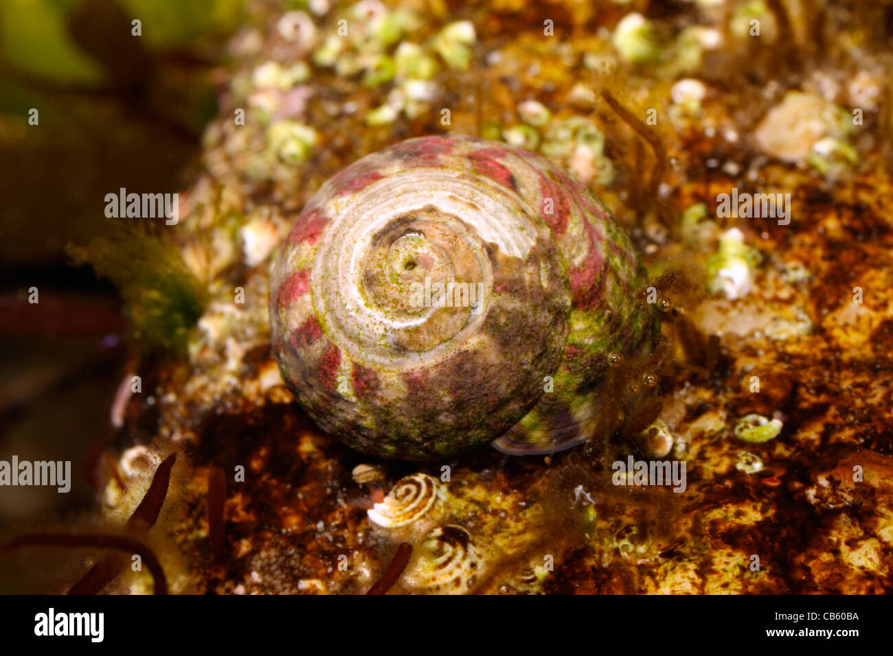 Flat top shell (Gibbula umbilicalis : Trochidae) in a rock pool, UK. Stock Photo