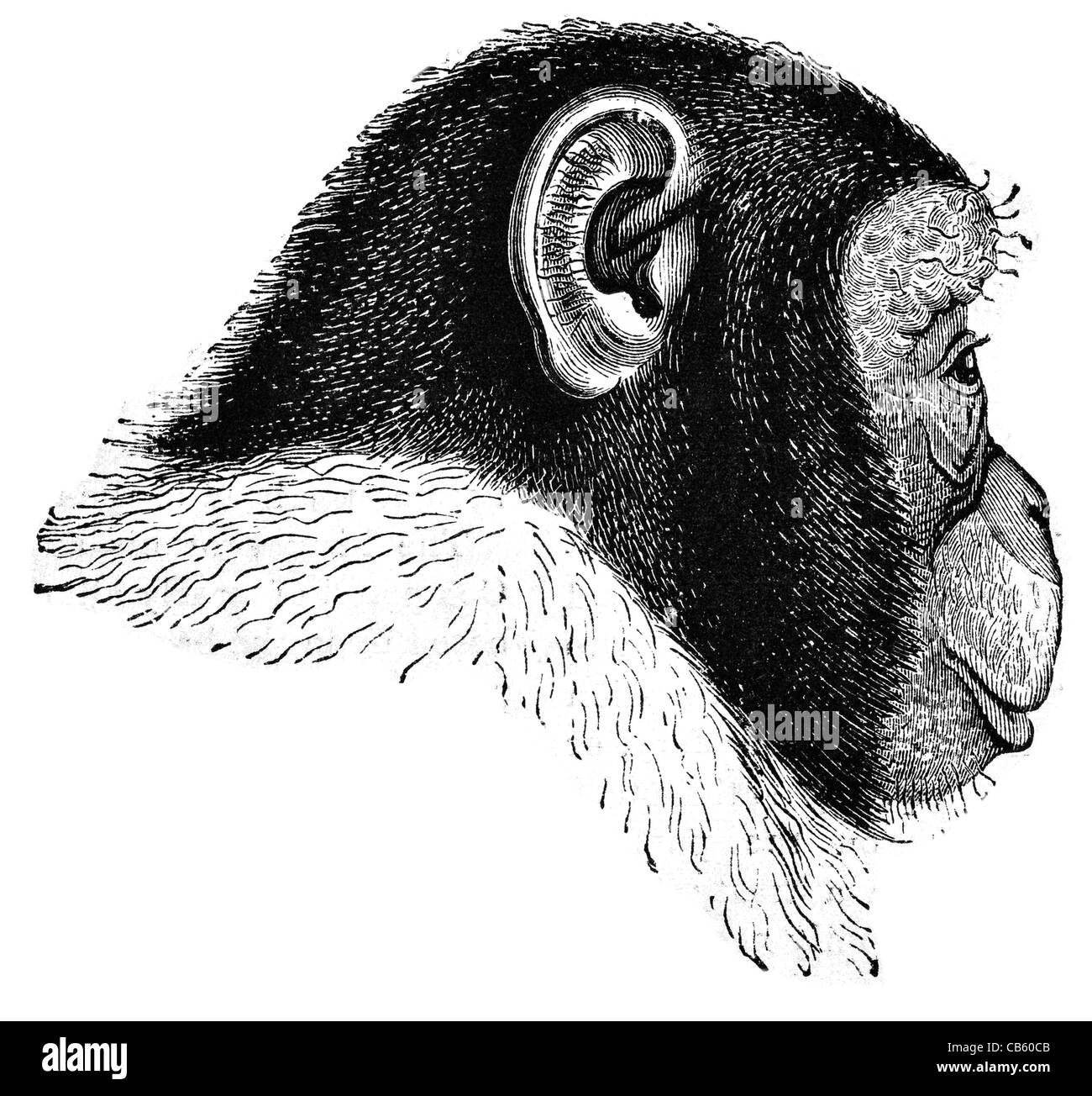 Chimpanzee chimp ape Bonobo Chimpanzees Pan troglodytes paniscus wild animal wildlife mammal Hominidae monkey Stock Photo