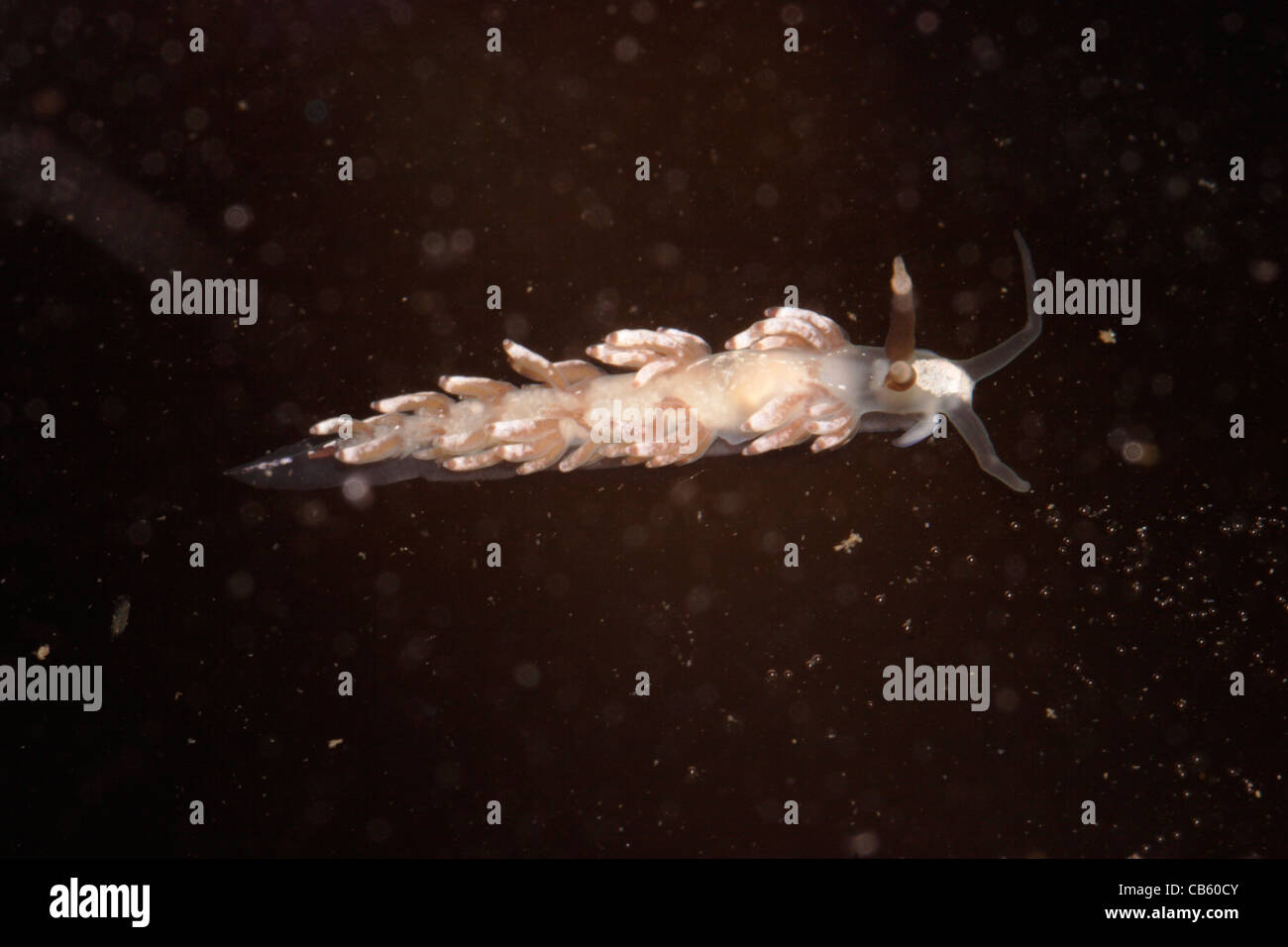 A sea slug (Cuthona rubescens: Tergipedidae), UK. Stock Photo
