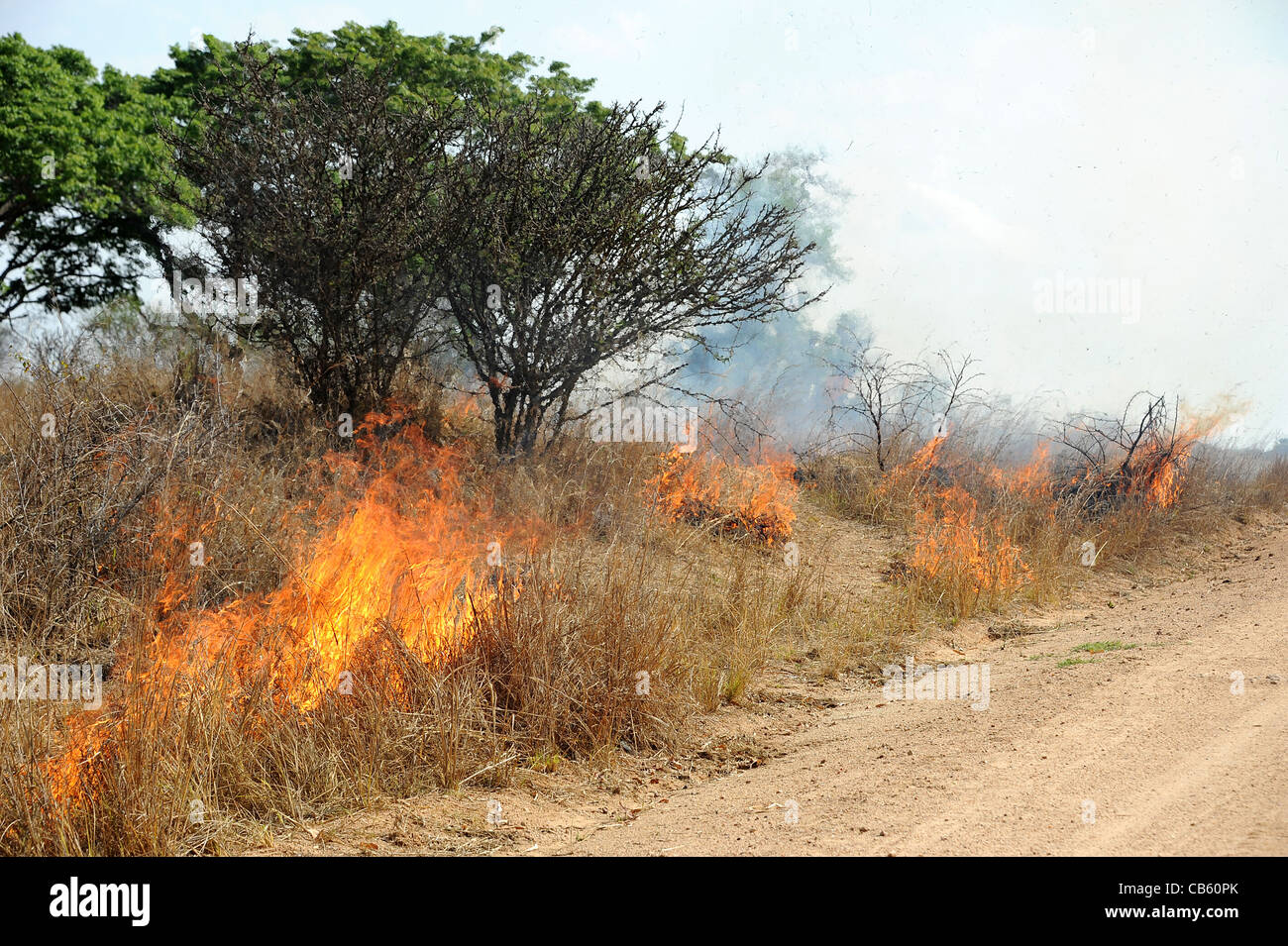 Savannah fires lit to improve and stimulate growth of  new grass. Stock Photo