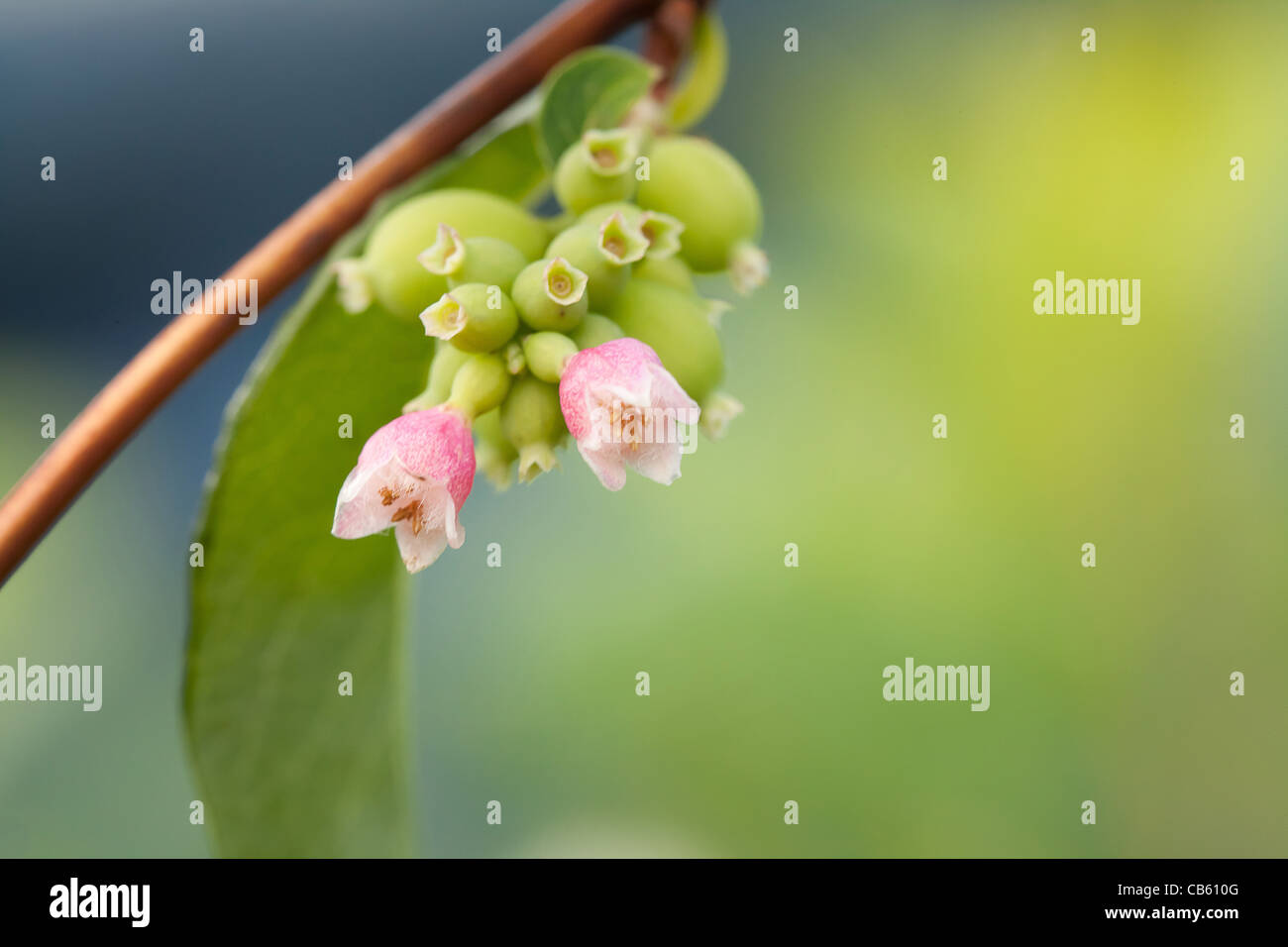 Pink flower of the Snowberry (Symphoricarpos) shrub Stock Photo