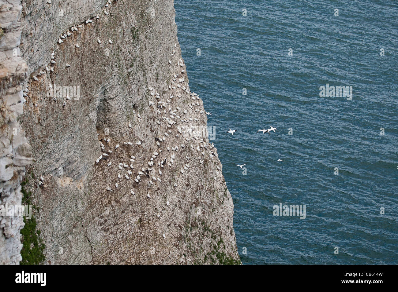 Gannet (Morus bassanus)  colony in Yorkshire Stock Photo