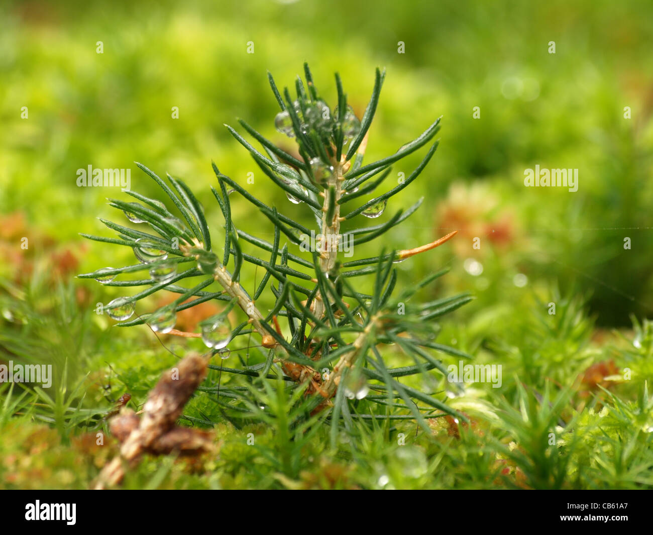 Young fir tree and Haircap moss / Polytrichum formosum / Junge Tanne und Schönes Frauenhaarmoos / Schönes Widertonmoos Stock Photo