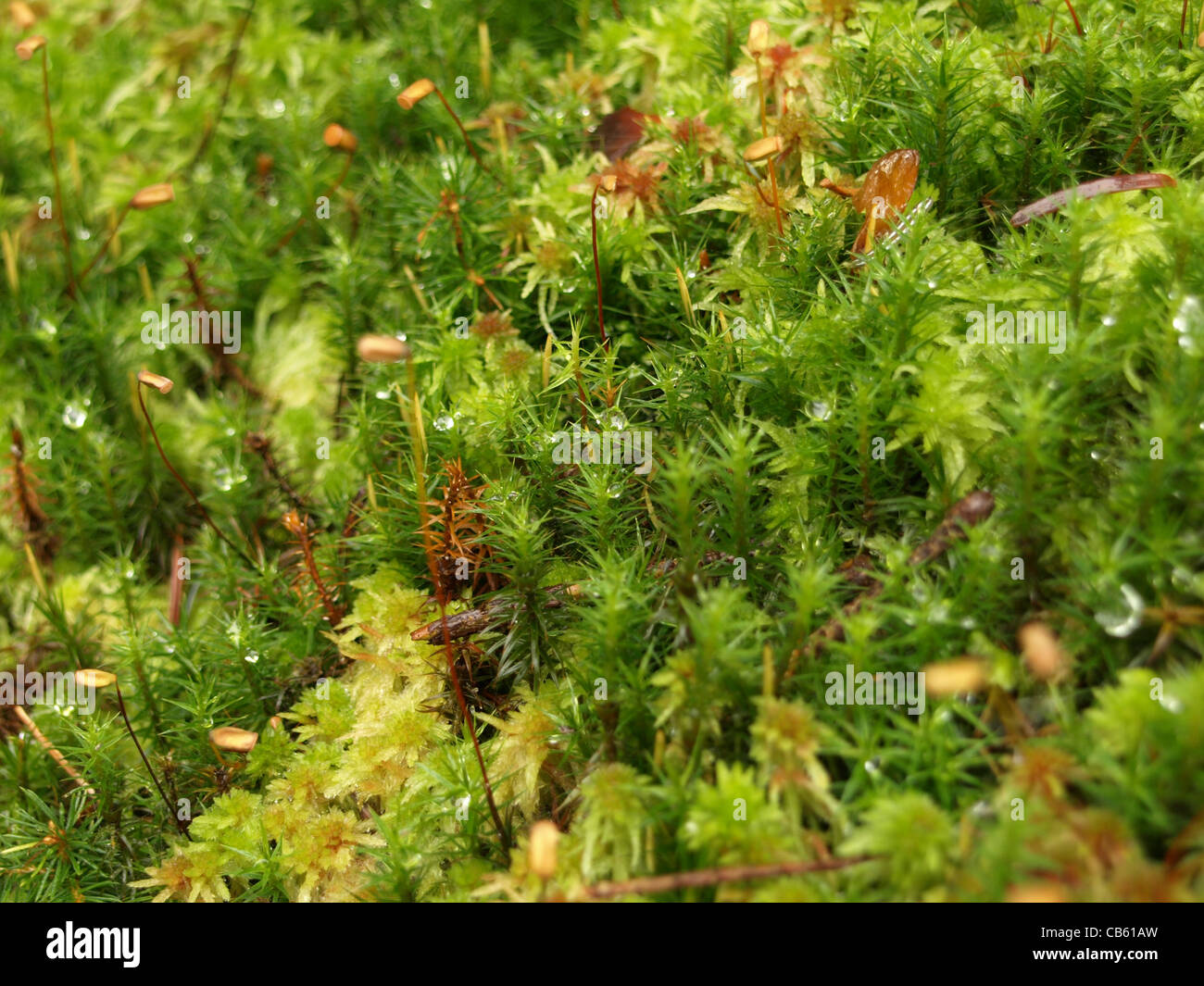 Peat moss / Sphagnum and Haircap moss / Polytrichum formosum / Torfmoos und Schönes Frauenhaarmoos / Schönes Widertonmoos Stock Photo