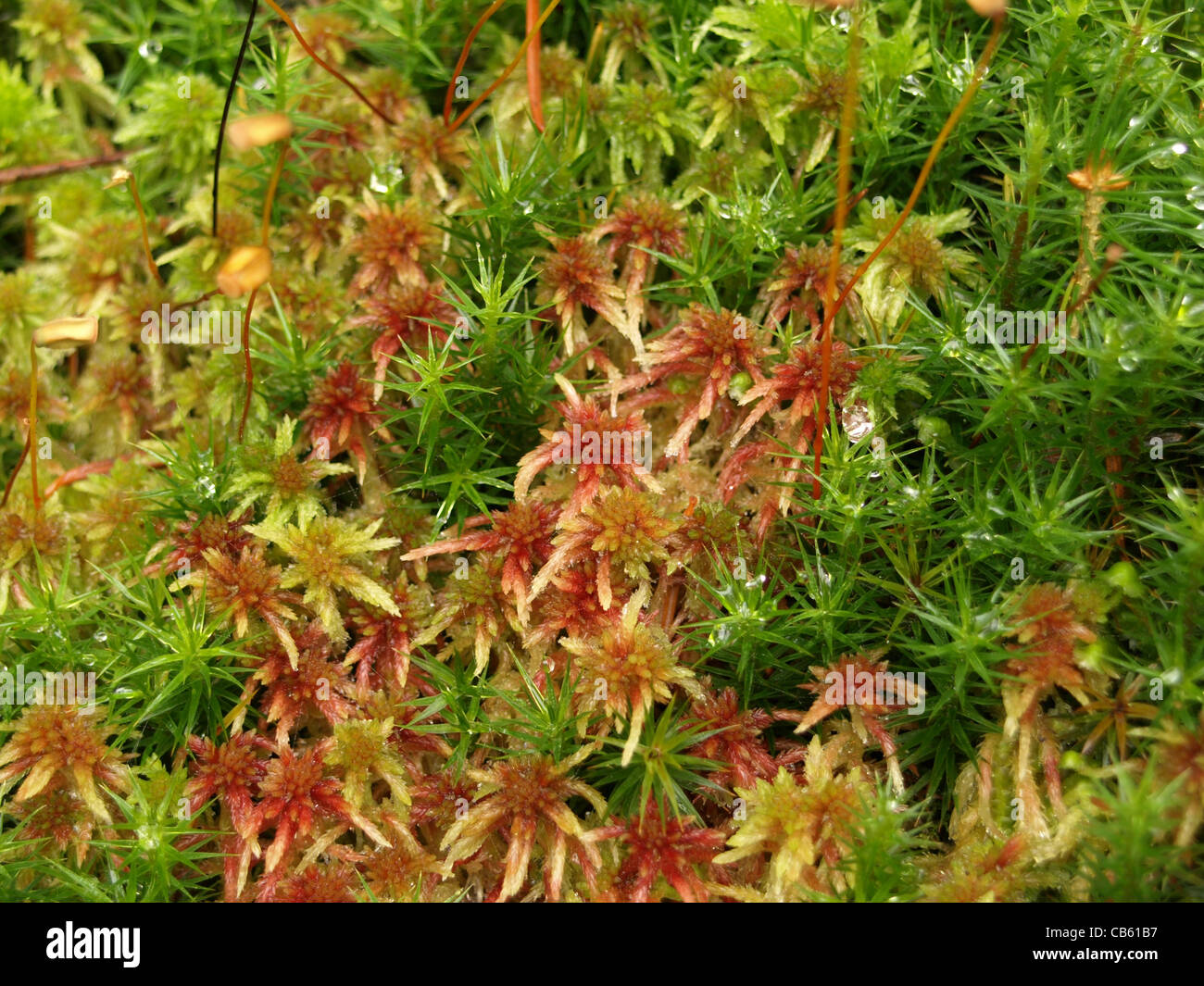 peat moss / Sphagnum and haircap moss / Polytrichum formosum / Torfmoos und Schönes Frauenhaarmoos / Schönes Widertonmoos Stock Photo